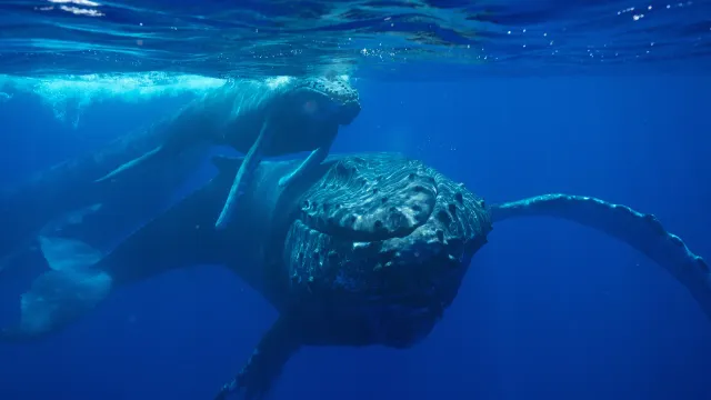 A humpback whale swimming towards the camera in blue water, her calf resting above her, the sunlit surface overhead